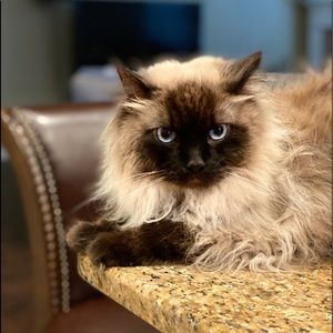 Meet your Posher, Malee